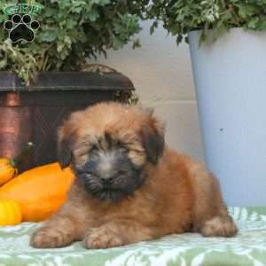 Alpha, Soft Coated Wheaten Terrier Puppy
