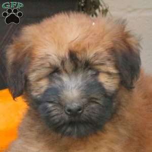 Alpha, Soft Coated Wheaten Terrier Puppy