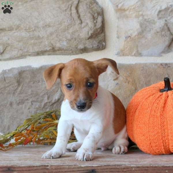Amanda, Jack Russell Terrier Puppy