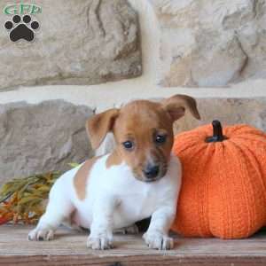 Amanda, Jack Russell Terrier Puppy
