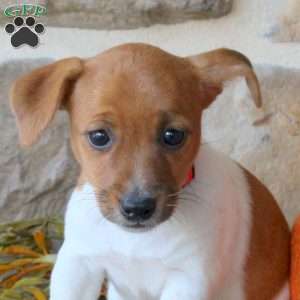 Amanda, Jack Russell Terrier Puppy