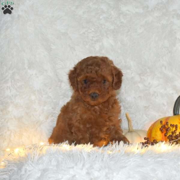 Amber, Miniature Poodle Puppy