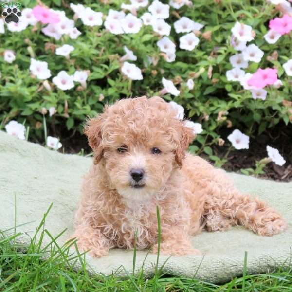 Amber, Bich-Poo Puppy