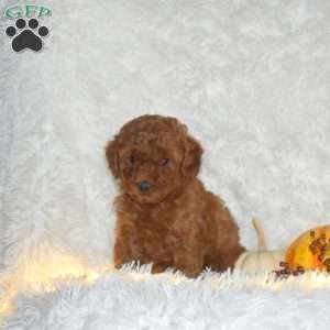 Amber, Miniature Poodle Puppy
