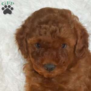 Amber, Miniature Poodle Puppy