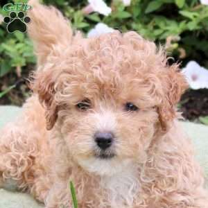 Amber, Bich-Poo Puppy