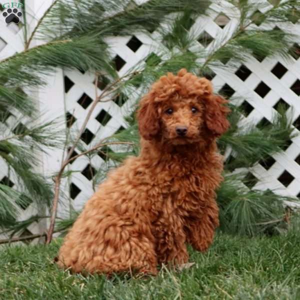 Amber, Miniature Poodle Puppy