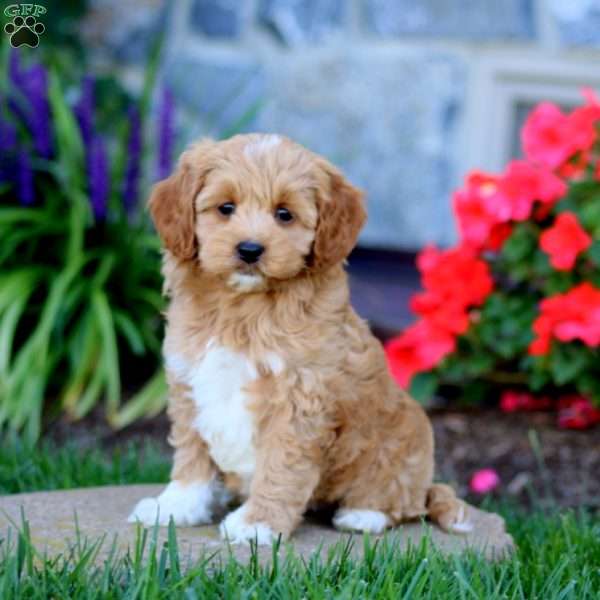 Amber, Cavapoo Puppy