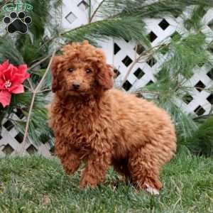 Amber, Miniature Poodle Puppy