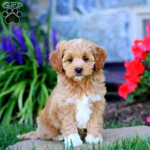 Amber, Cavapoo Puppy