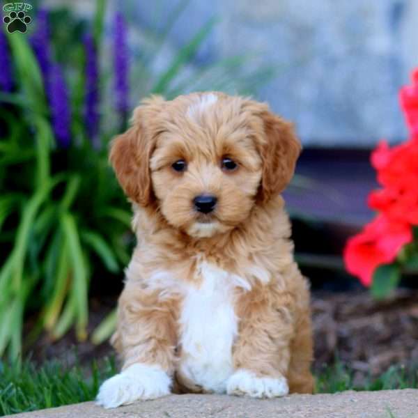 Amber, Cavapoo Puppy