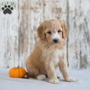 Amelia, Mini Goldendoodle Puppy