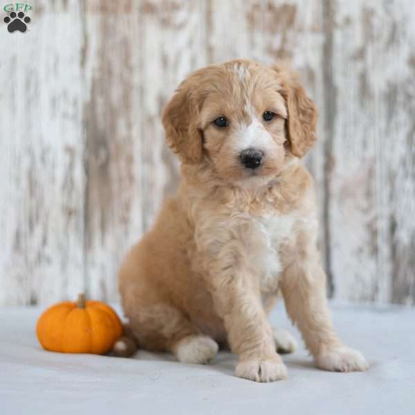 Amelia, Mini Goldendoodle Puppy
