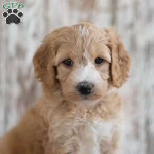 Amelia, Mini Goldendoodle Puppy