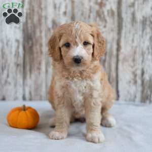 Amelia, Mini Goldendoodle Puppy