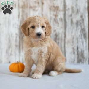 Amelia, Mini Goldendoodle Puppy