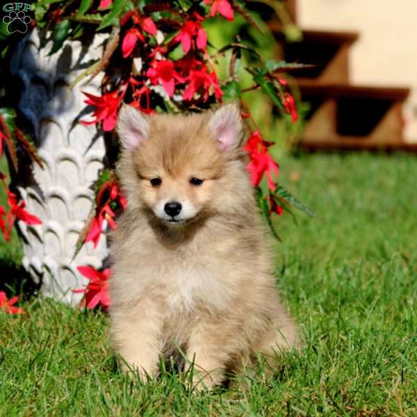 Amy, Pomeranian Mix Puppy