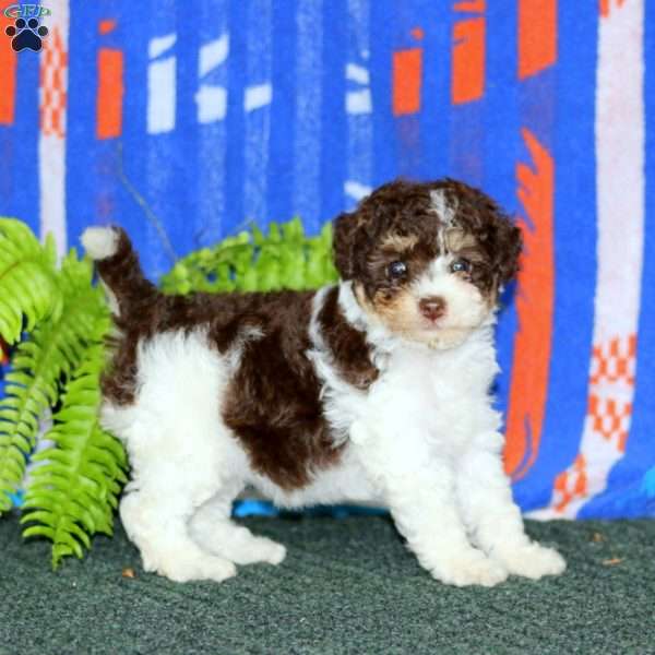 Amy, Miniature Poodle Puppy