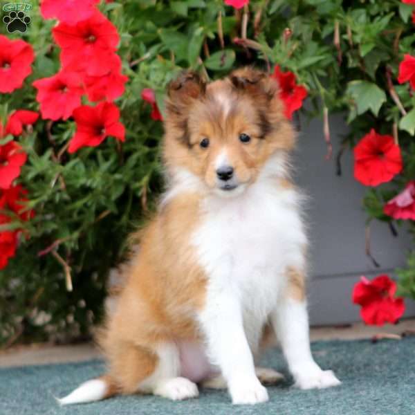 Amy, Sheltie Puppy