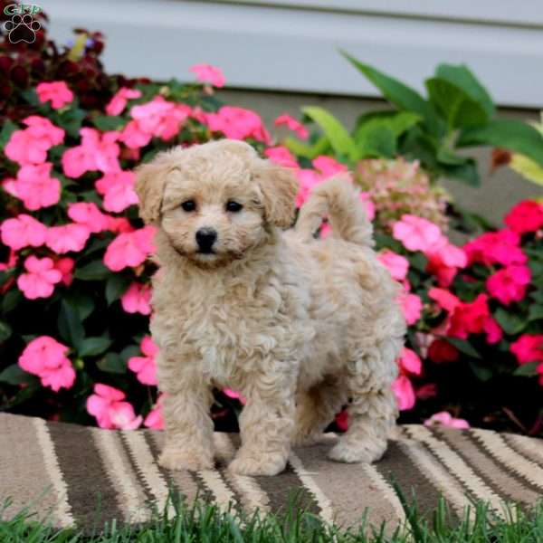 Amy, Havapoo Puppy