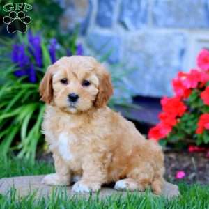Amy, Cavapoo Puppy