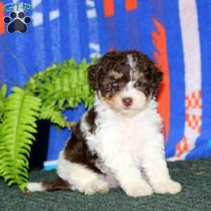 Amy, Miniature Poodle Puppy