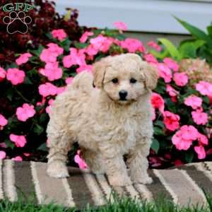 Amy, Havapoo Puppy