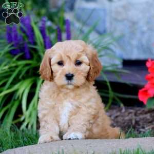 Amy, Cavapoo Puppy