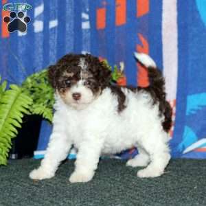 Amy, Miniature Poodle Puppy