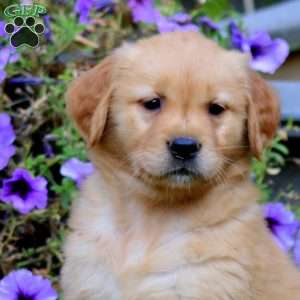Amy, Golden Retriever Puppy