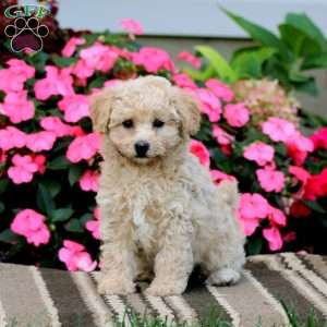 Amy, Havapoo Puppy