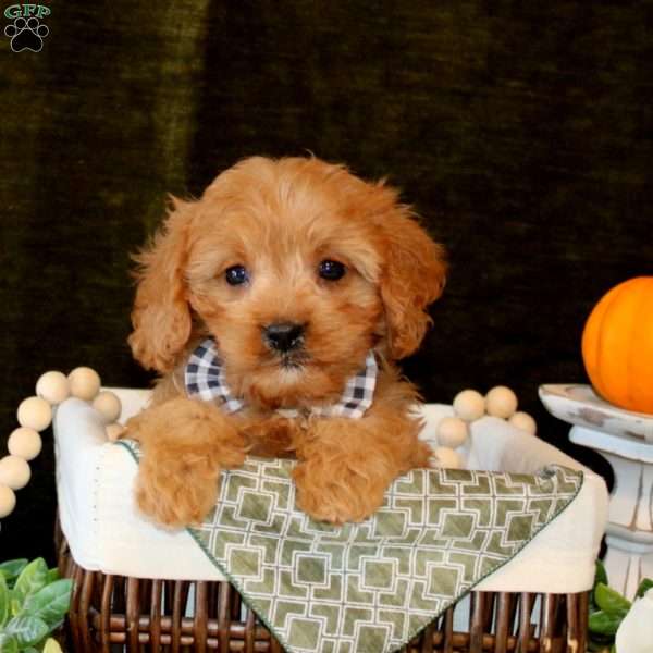 Andre, Cavapoo Puppy