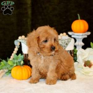 Andre, Cavapoo Puppy