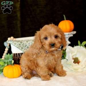 Andre, Cavapoo Puppy