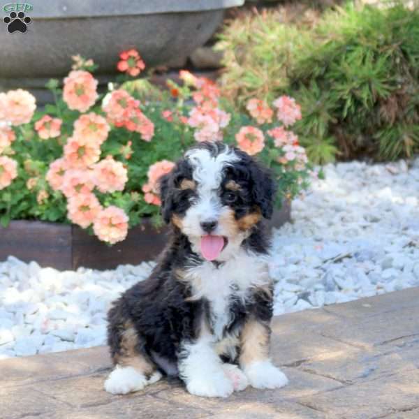 Andy, Mini Bernedoodle Puppy