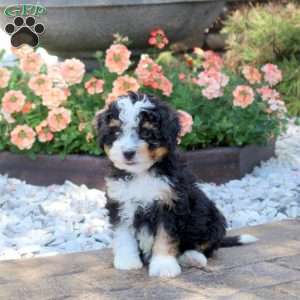 Andy, Mini Bernedoodle Puppy