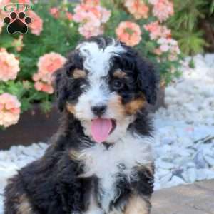 Andy, Mini Bernedoodle Puppy