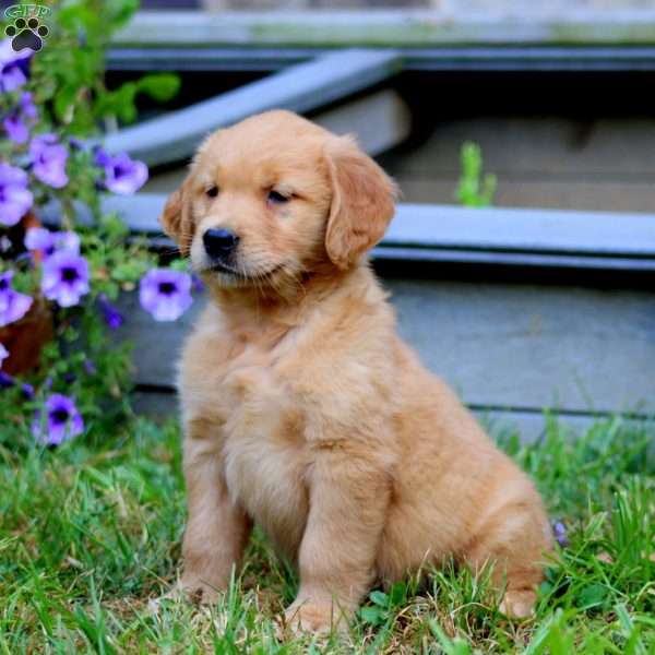 Andy, Golden Retriever Puppy