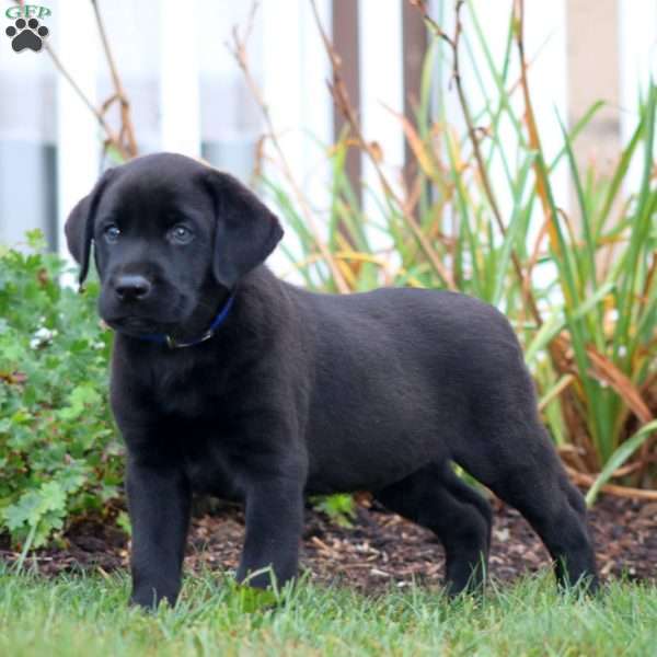 Andy, Black Labrador Retriever Puppy