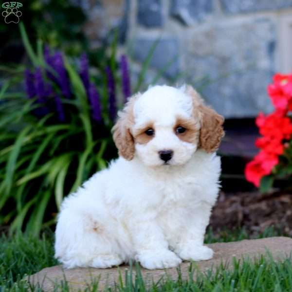 Andy, Cavapoo Puppy