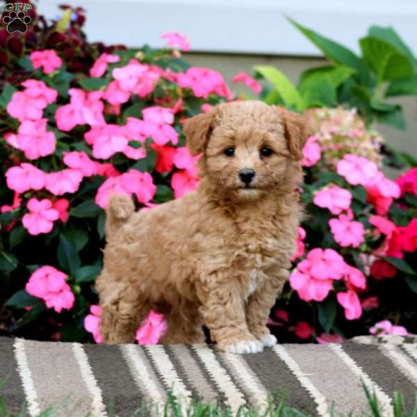 Andy, Havapoo Puppy