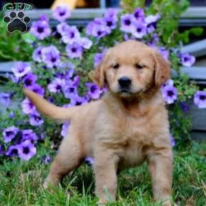 Andy, Golden Retriever Puppy