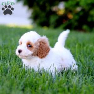 Andy, Cavapoo Puppy