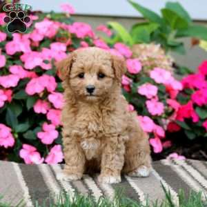 Andy, Havapoo Puppy