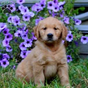 Andy, Golden Retriever Puppy