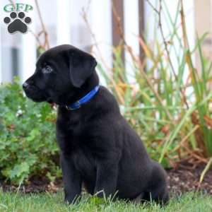 Andy, Black Labrador Retriever Puppy