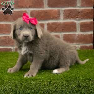 Angel, Newfoundland Puppy