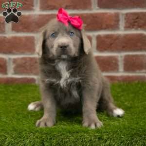 Angel, Newfoundland Puppy