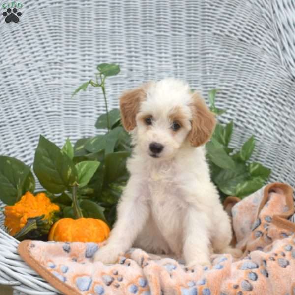 Angel, Mini Goldendoodle Puppy