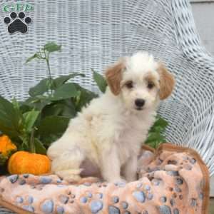 Angel, Mini Goldendoodle Puppy